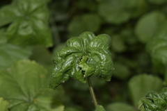 Aphis umbrella