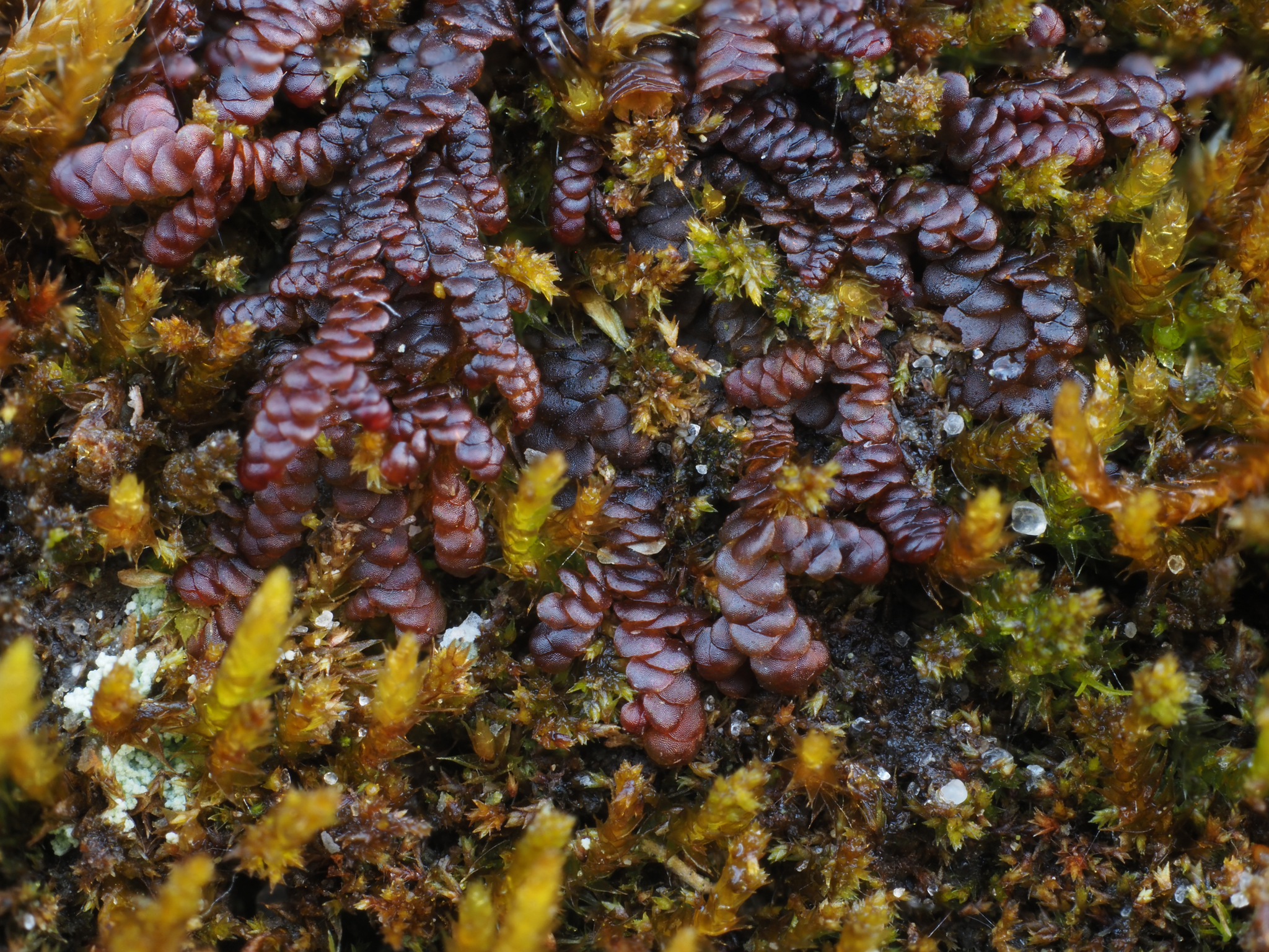 Frullania