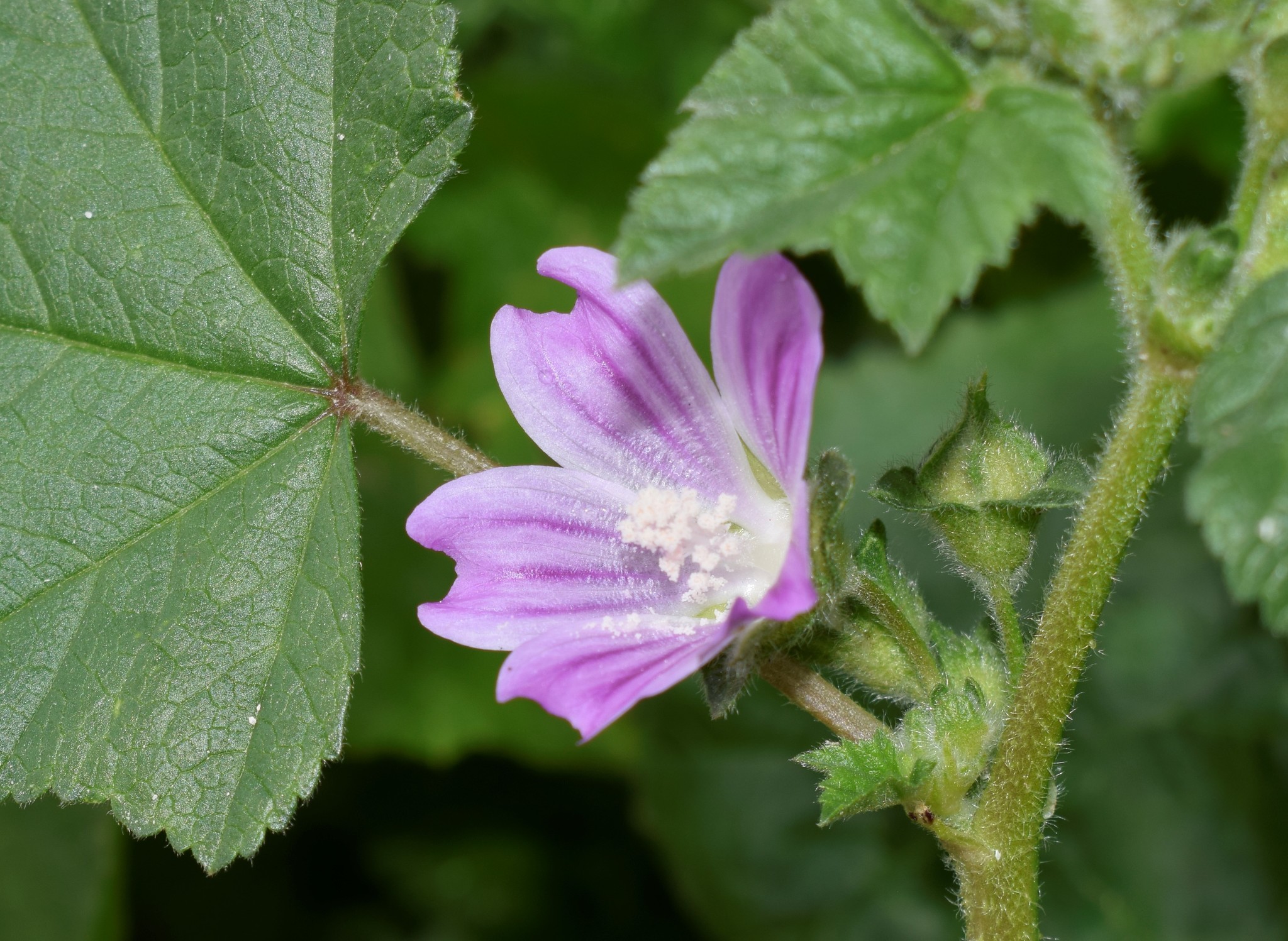 Malva multiflora