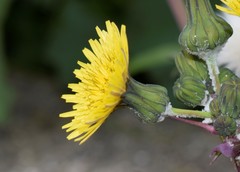 Sonchus oleraceus
