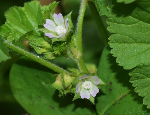 cheeseweed mallow