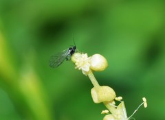 Aphis umbrella