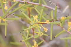 Acacia nyssophylla