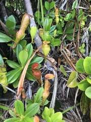 Nepenthes pervillei