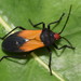 Milk Vine Bug - Photo (c) Dianne Clarke, some rights reserved (CC BY-NC), uploaded by Dianne Clarke