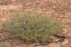 Acacia nyssophylla