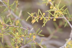 Acacia nyssophylla