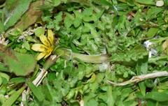 Hyoseris scabra