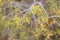 Acacia nyssophylla