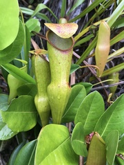 Nepenthes pervillei