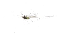 Aphis umbrella
