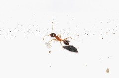 Pheidole