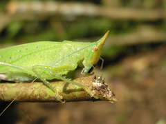 Copiphora brevicauda