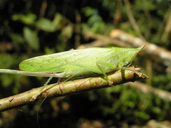 Copiphora brevicauda