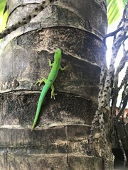 Phelsuma