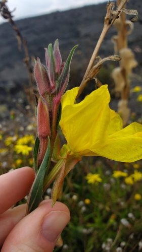Oenothera stricta