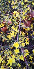 Jasminum nudiflorum