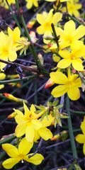 Jasminum nudiflorum
