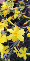 Jasminum nudiflorum