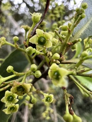 Maytenus laxiflora