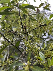 Maytenus laxiflora
