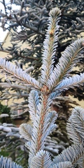 Abies procera