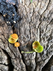 Maytenus laxiflora