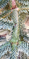 Abies procera