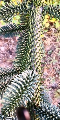 Abies procera