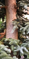 Abies procera