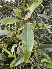 Maytenus laxiflora