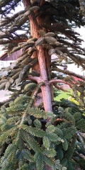 Abies procera