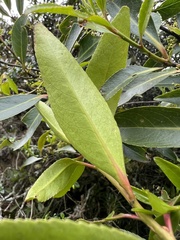 Maytenus laxiflora