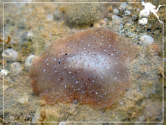 Leptoplanoidea