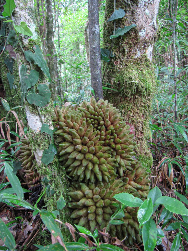 Decarydendron ranomafanensis