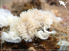 Phestilla lugubris