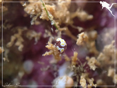 Colpodaspis thompsoni