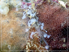 Amblyosyllis
