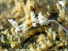 Goniodoris joubini