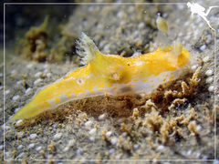 Plocamopherus pecoso