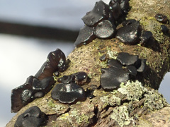 Exidia brunneola