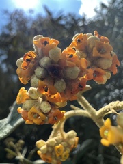 Buddleja incana