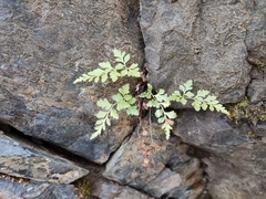 Asplenium cuneifolium