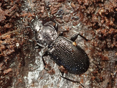Pterostichus oblongopunctatus