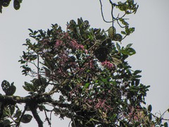 Bakerella clavata