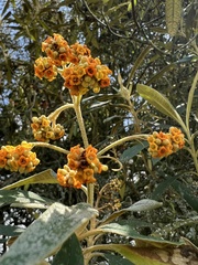 Buddleja incana