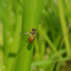 Toxomerus pulchellus