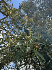 Buddleja incana