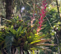 Vriesea philippocoburgi