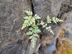 Asplenium cuneifolium